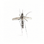Moustique aedes