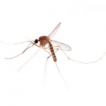 moustique culex